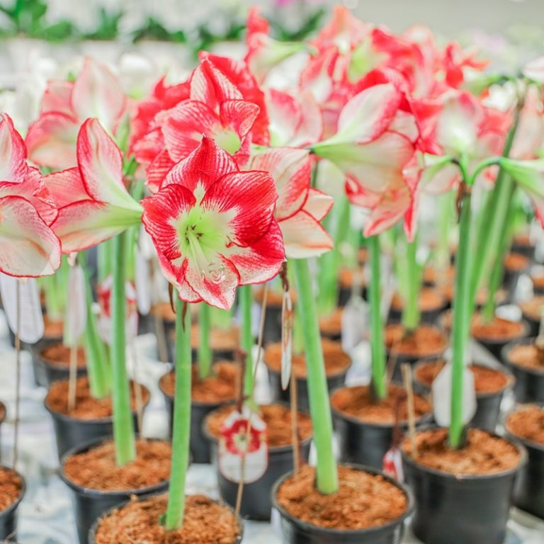 13..ดอกไม้ที่จำหน่ายภายในงาน