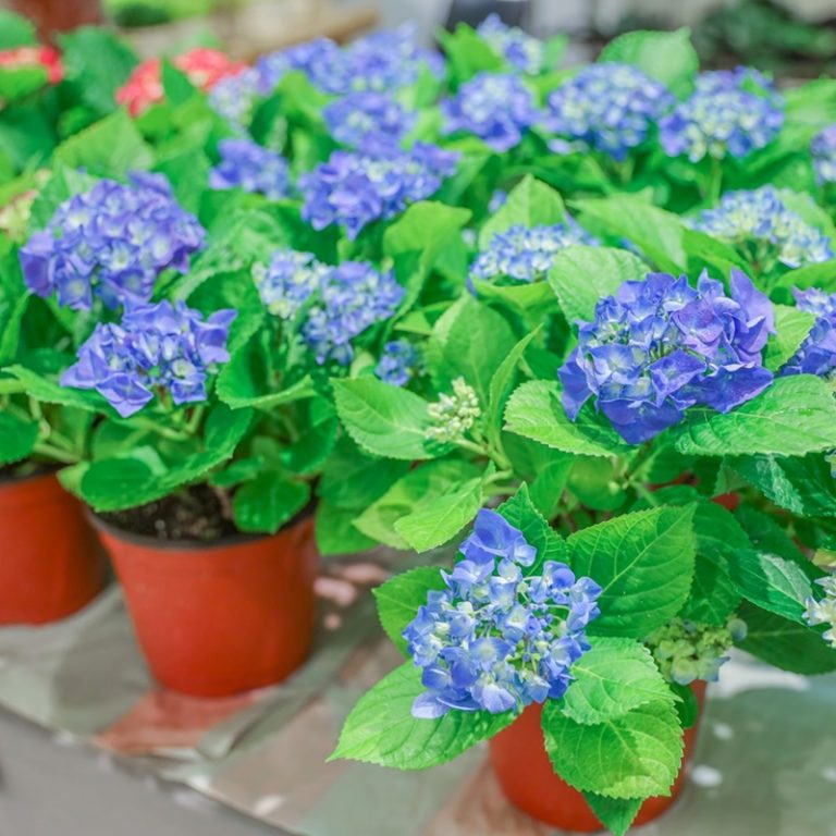 14.ดอกไม้ที่จำหน่ายภายในงาน