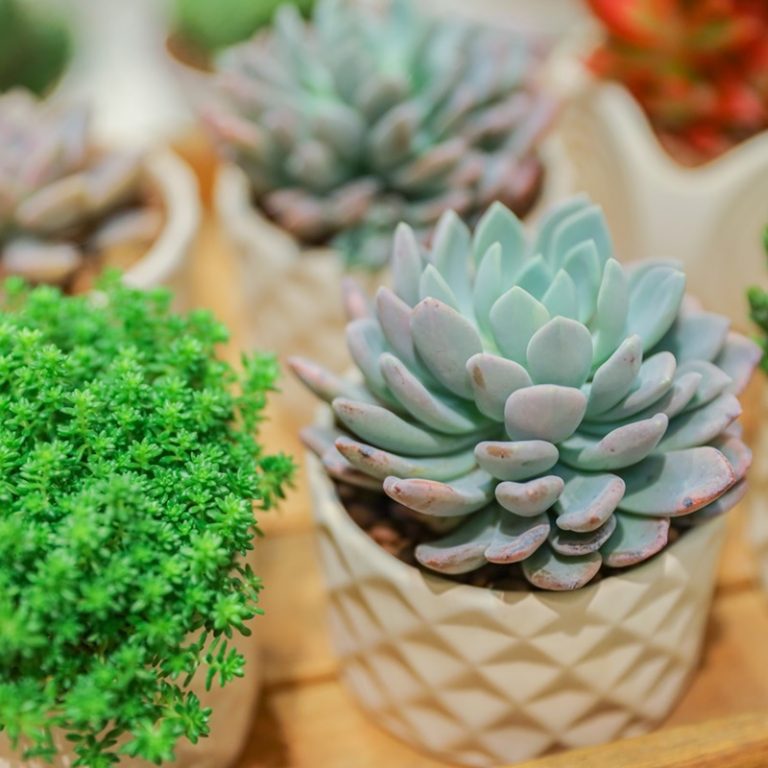 15.แคคตัสในกระถางเซรามิก