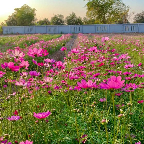 140992363_409648710313117_1198499400127137343_n