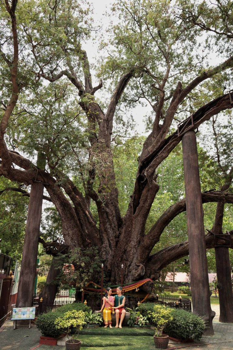 ต้นมะขามยักษ์เชื่อว่าอายุกว่า 1,000 ปี