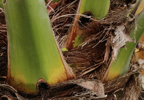 รูที่ด้วงแรดเจาะไว้