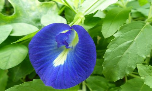 butterfly-pea-1119081_960_720