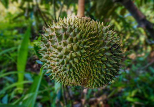 fruit-4362852_960_720