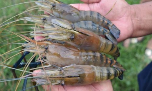 กุ้งก้ามกราม